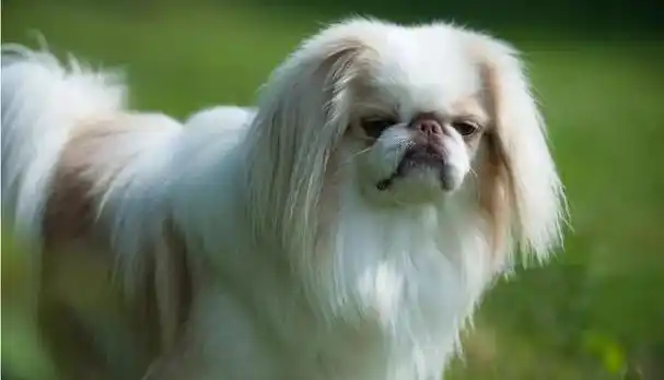 日本狆的生活习性与饲养方法