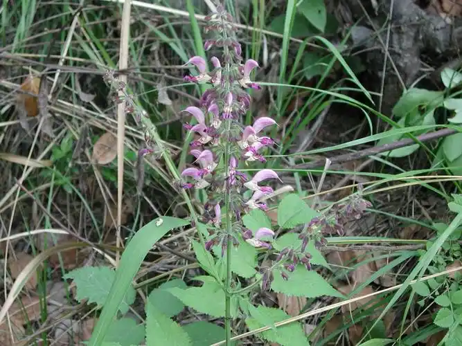 丹参_植物学图库_食品图库_食品伙伴网