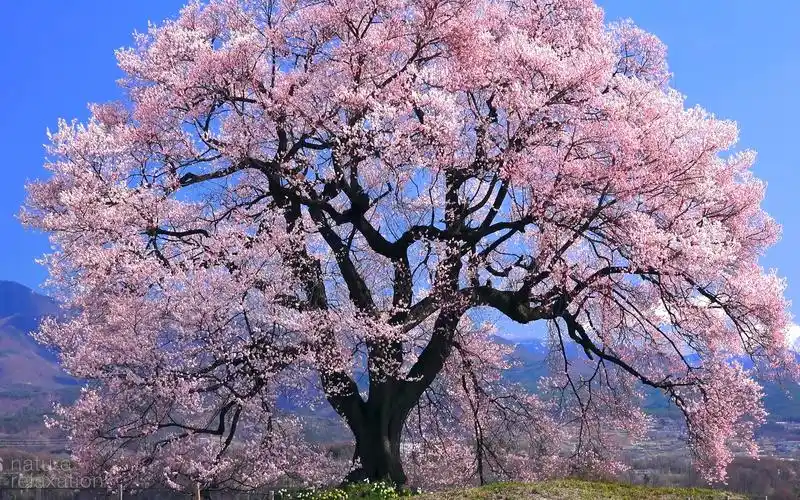 日本春天樱花,4k超清环境自然风景 钢琴放松音乐