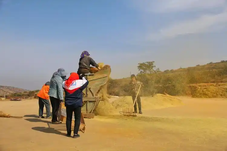 山里农民打谷忙