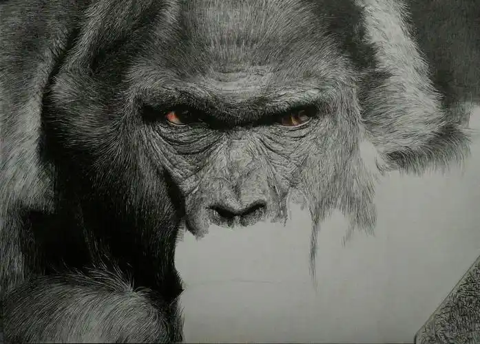 钢笔画黑猩猩