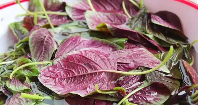 紫色叶子的菜有叫红凤菜,紫甘蓝,紫罗勒,紫苏,紫菜苔,洋葱,苋菜,紫苏