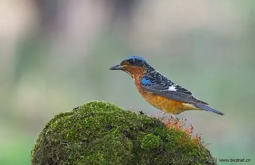 四川鸟友周末快乐!