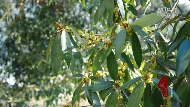 千城百县看中国|湖北鹤峰:500年古楠木绽新颜_新浪新闻