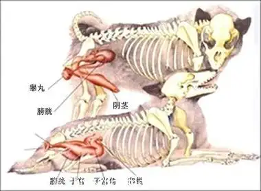 p>雄性生殖系统(male reproductive system)是雄性动物体内完成 a