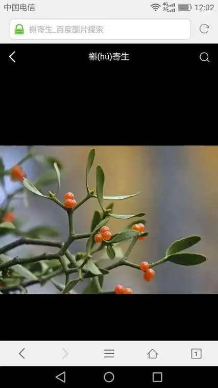 在杨树上结的这个是什么