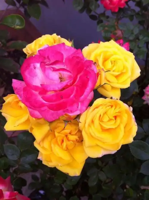 黄月季跻身一变欲成红月季,五朵金花紧紧拥抱心中的太阳