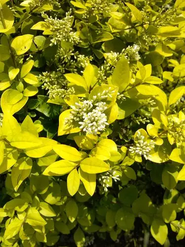 5 分钟前|十五级 金叶女贞 金叶女贞是由加州金边女贞与欧洲女贞杂交