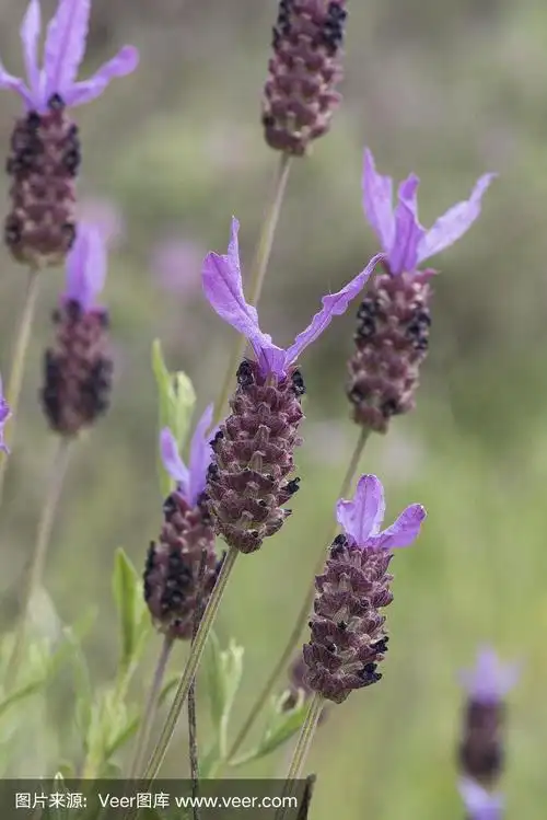 薰衣草属薰衣草属芳香植物,在其他淡紫和绿色的背景上呈深紫色