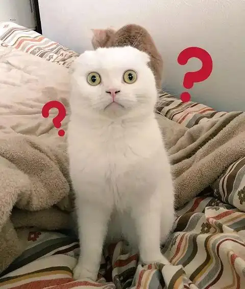 这只猫平常一副软糯好欺的模样,唯有做这个动作时,画风巨变!