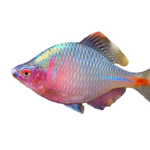 高体鳑鲏鱼活体菜板四方皮镜小型原生淡水观赏鱼鱼