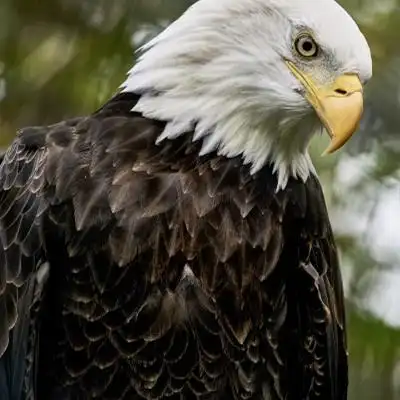 雕头图片 大型猛禽白头海雕-个性头像