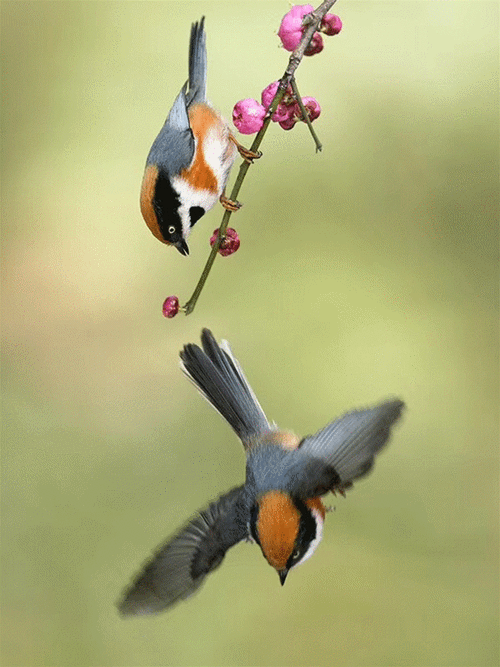 600_800竖版 竖屏gif 动态图 动图