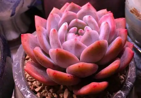 多肉植物橙梦露竟然比年宵花卉还要火花店老板说需要提前预定