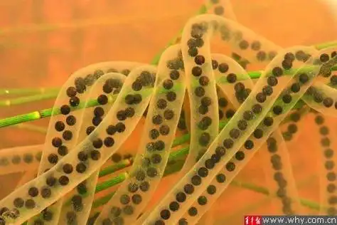 "小蝌蚪找妈妈"被指常识性错误--中国广播网 中央人民广播电台主办 全