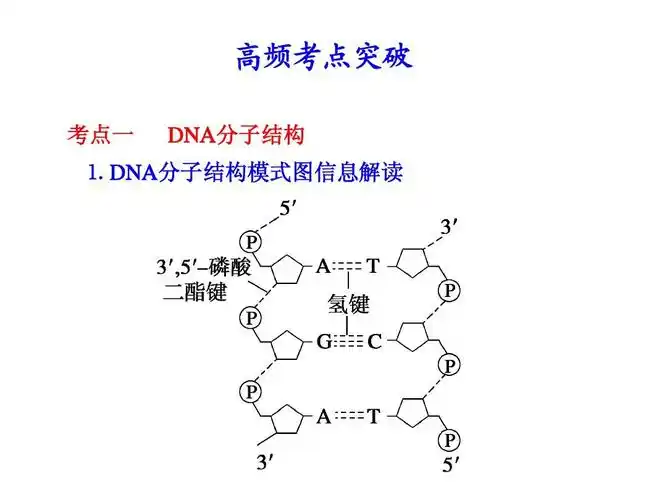 dna分子结构模式图信息解读