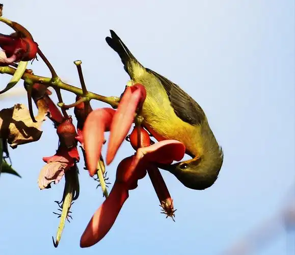 秀眼花蜜鸟太阳鸟