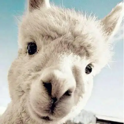 羊驼搞笑头像