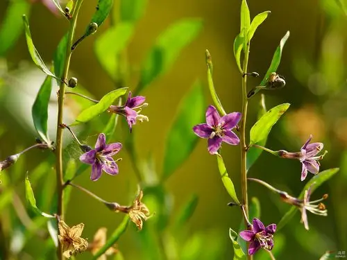 枸杞花与果
