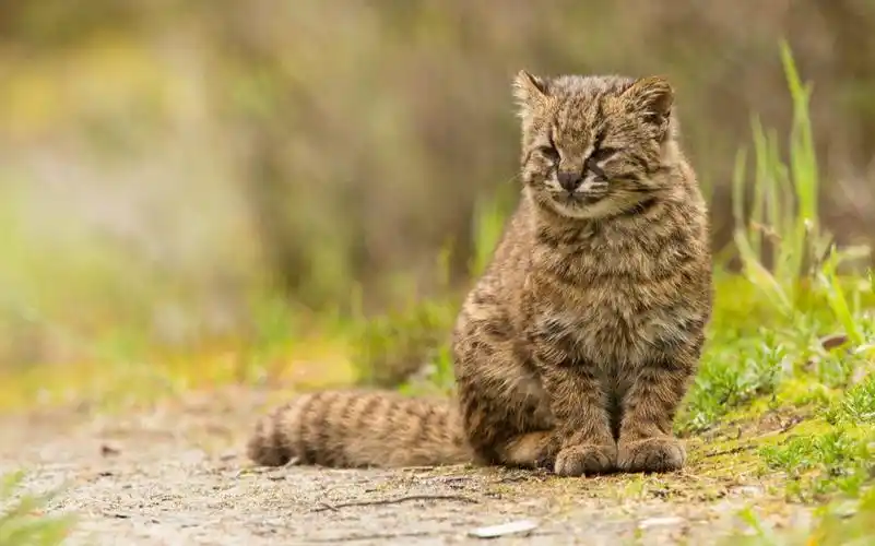 生肉美洲最小的猫科动物南美林猫