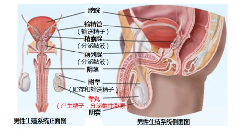 此外,男性生殖系统还有输精管,精囊腺,前列腺,阴茎,阴囊等结构
