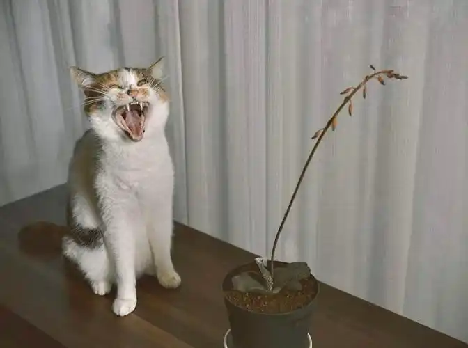 偷偷练习微笑的猫咪,表情引起猫奴们的不适,真是越看越阴森_人类