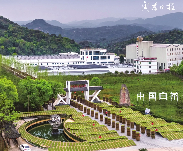 福鼎六妙白茶基地 张文奎 董惠芳 摄