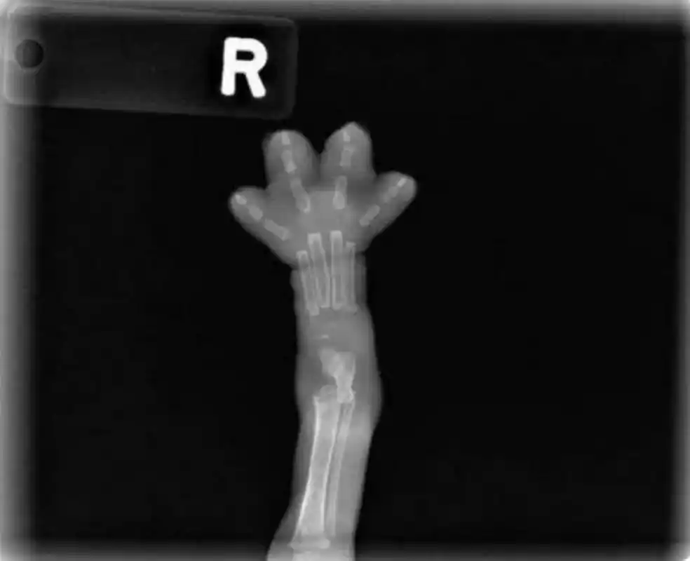 就连猫猫的x光片也这么可爱