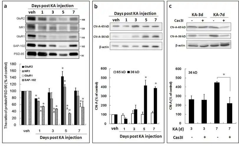 caspase 3 involves in neuroplasticity, microglial activation and