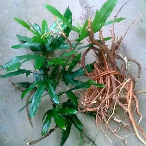 七指毛桃的功效与作用,七指毛桃的功效与作用禁忌(五指毛桃 七指,三指