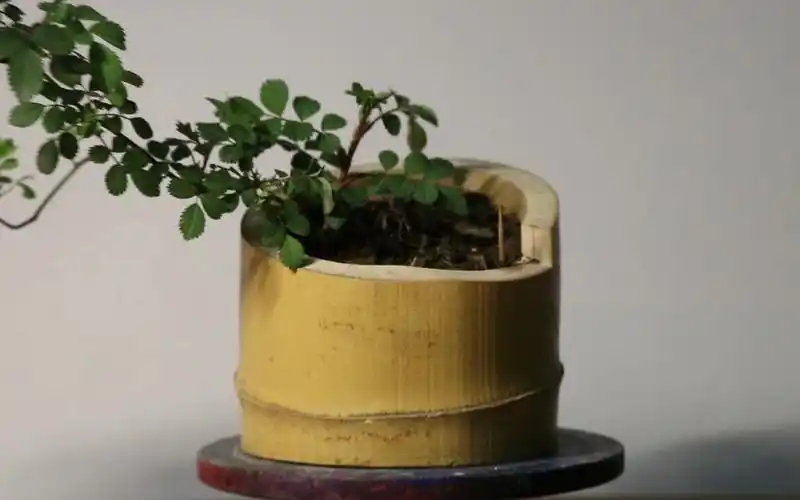 找到一个竹筒,做个小花盆还不错,屋后挖到一颗蔷薇!