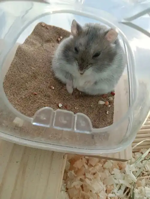 新手养仓鼠注意事项