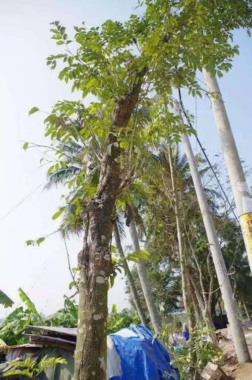 黄花梨树结果子图片 黄花梨树图片-图片大观-奇异网