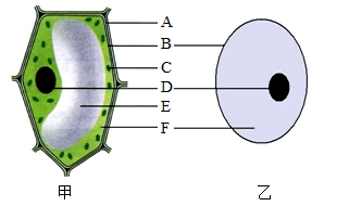 下图为动,植物细胞结构图,对其结构和功能叙述错误的是( )