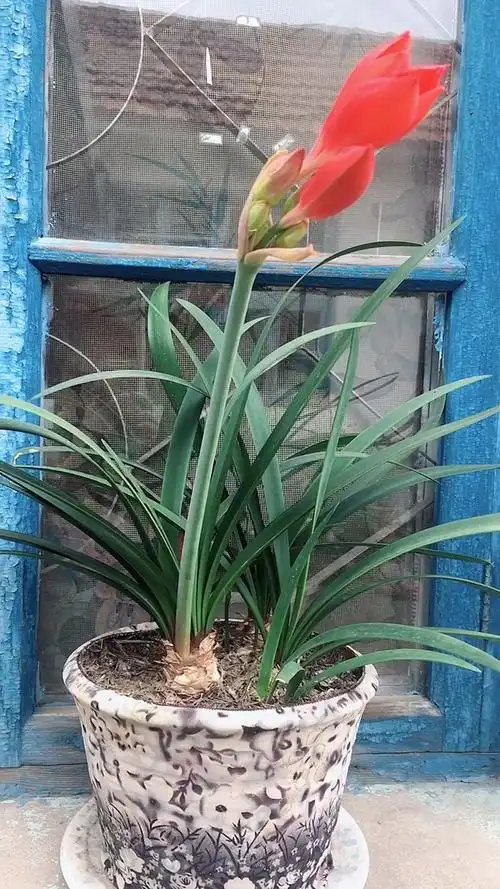 夏天就要这么过#紫根兰.疫情不会影响你吧!