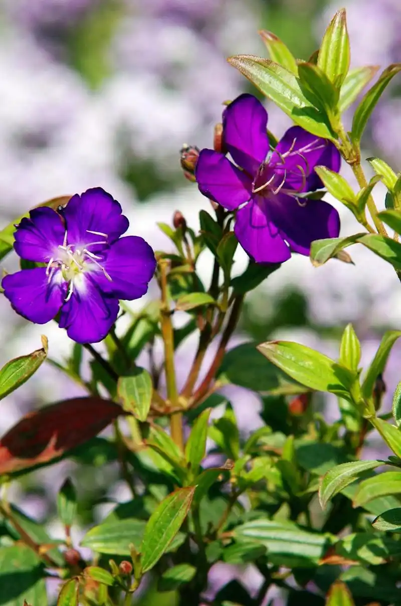 巴西野牡丹,花如其名,它既有着一种牡丹的富贵,又多了一些自然之美,一