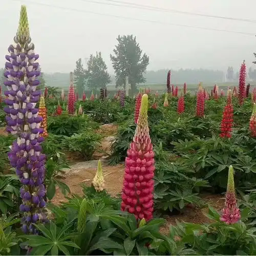 鲁冰花鲁冰花小苗山东鲁冰花种植基地羽扇豆价格咨询鸿艺
