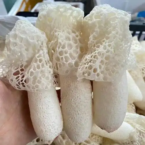 新鲜竹荪贵州织金鲜竹荪花野生竹笙红托竹荪食用菌菇竹参竹孙500g -