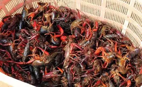 做人不若小龙虾持甲带刀享芳华