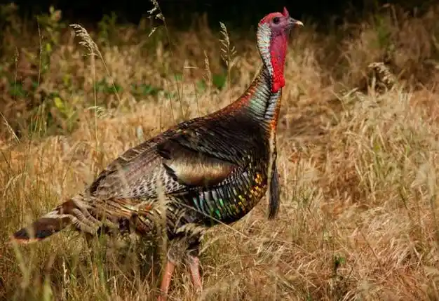 为何火鸡难登上中国人的餐桌?是真的很难吃吗?|饲料|鸡肉|烤鸡|养殖|