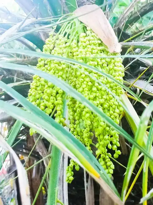 软叶刺葵,葵花美丽