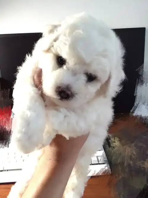 双血统赛级比熊幼犬无泪痕价格美包打疫苗,1700