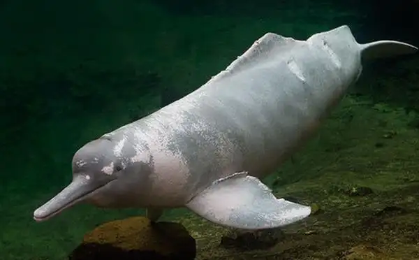 最大的河豚有多大世界上最大的河豚体色多样