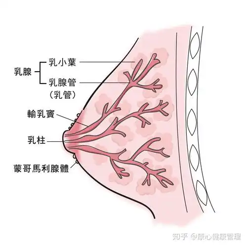 认识3d乳房造影 - 知乎
