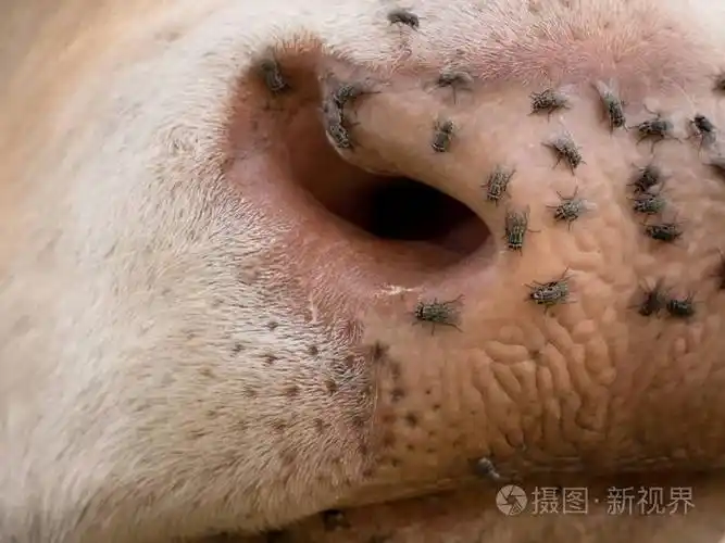 令人讨厌的苍蝇坐或在母牛的皮肤上运行.白牛放牧我