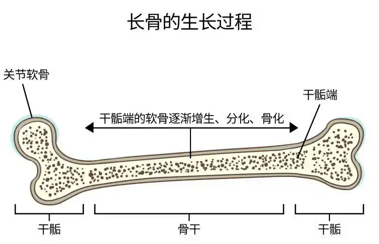 骨骺和干骺端组成尤其是长骨的生长来长高的人是依靠骨骼从人体形态学