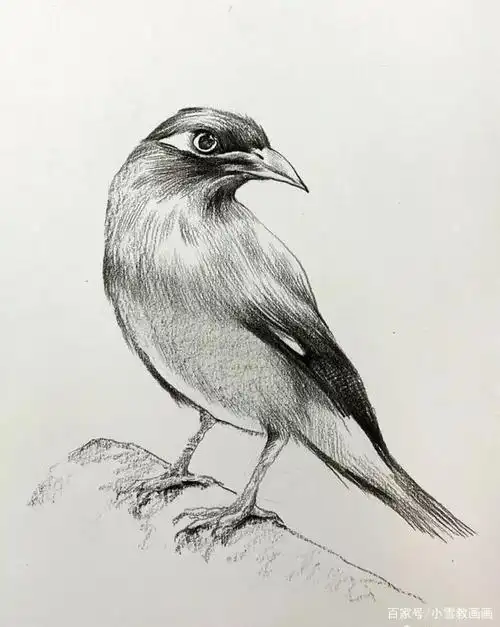 教你用素描快速画一只小鹩哥鸟
