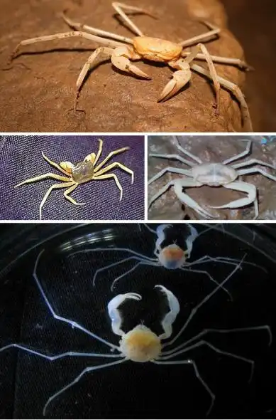 十大奇异盲眼动物:马达加斯加盲蛇头尾难分(3)