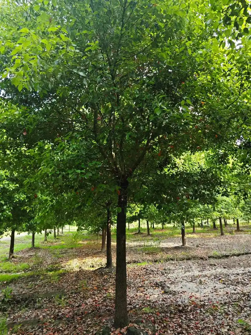 精品香樟17-20公分,出售,需要联系#精品苗木 #金牌苗木 - 抖音