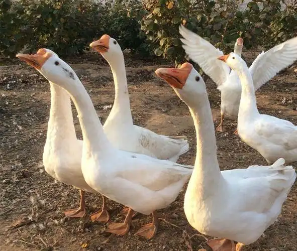 鹅几个月后开始下蛋